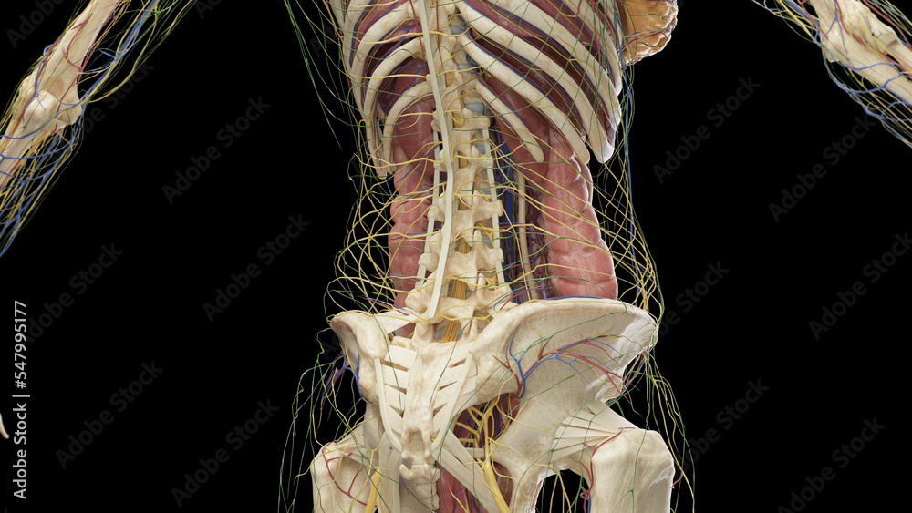 3D Rendered Medical Illustration of Female Anatomy internal organs of