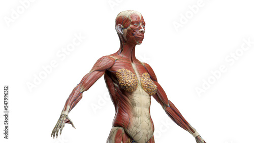 3D Rendered Medical Illustration of Female Anatomy - The Muscular System photo