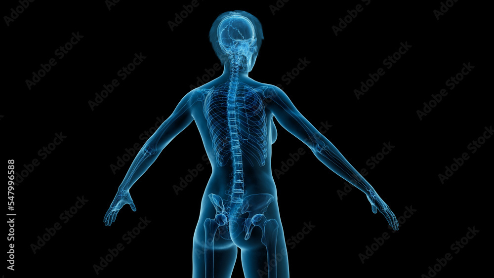 3D Rendered Medical Illustration of Female Anatomy - The Skeletal System 3D Rendered Medical Illustration of Female Anatomy - The Skeletal System