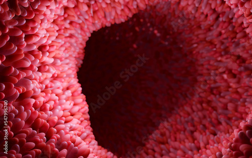 Model of the small intestine in the human body. Microvilli on the surface of digestive system or intestinal tract. anatomy, biology, science, medicine, medical and healthcare concepts. 3D rendering.