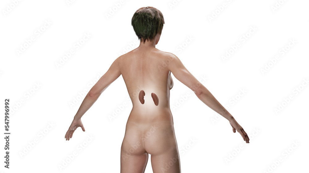 Fototapeta premium 3D Rendered Medical Illustration of Female Anatomy - Kidneys.