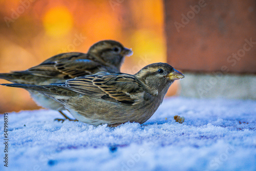 wróbel sparrow