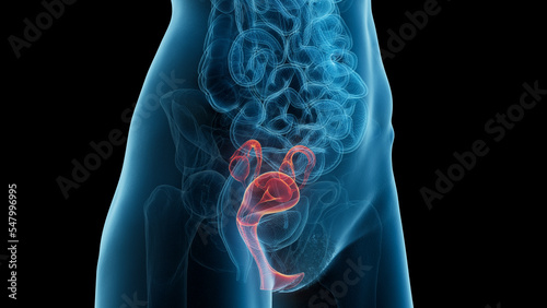 3D Rendered Medical Illustration of Female Anatomy - Reproductive system.