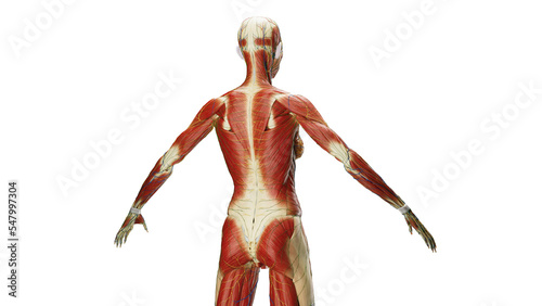 Fotografía 3D Rendered Medical Illustration of Female Anatomy - Muscular System