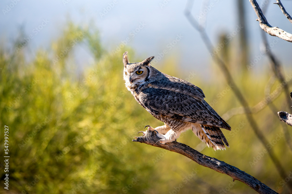 Fototapeta premium great horned owl perched on branch