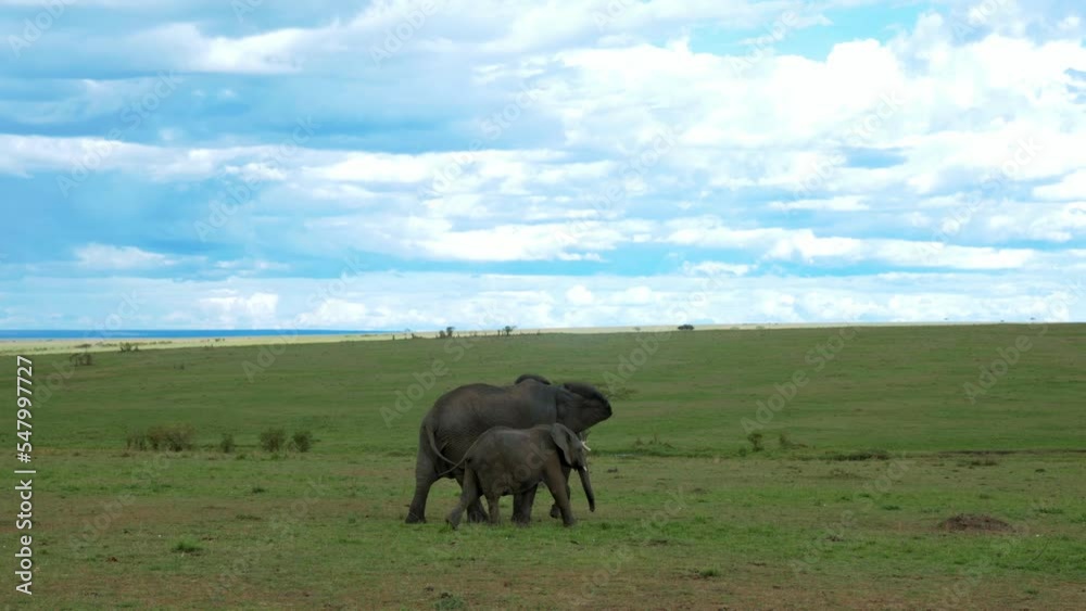 a mother african elephant walks calmly with her baby next to her through the savannah in kenya. wide shot a mother african elephant walks calmly with her baby next to her through the savannah in kenya. wide shot