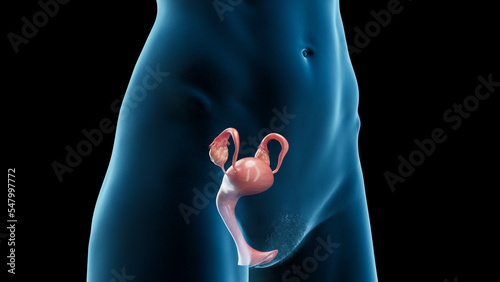 3D Rendered Medical Illustration of Female Anatomy - reproductive system photo