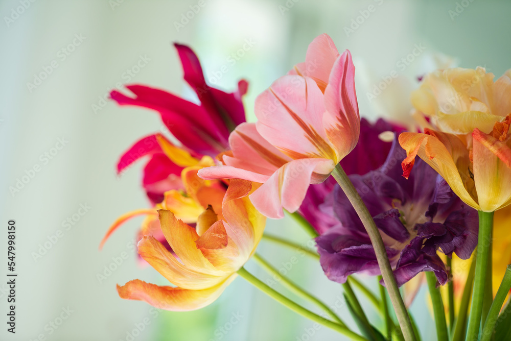 Obraz premium fresh tulips in the vase