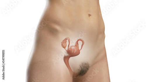 3D Rendered Medical Illustration of Female Anatomy - Reproductive System photo