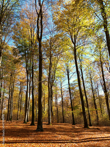 Sonnendurchfluteter dichter Wald im Herbst mit hohen B  umen und Laub auf dem Boden auf dem Wanderweg Traumschleife Wildnis-Trail Weiskirchen und Hochwaldpfad.
