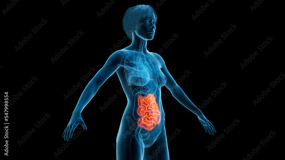 3D Rendered Medical Illustration of Female Anatomy - The Small Intestine