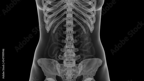 3D Rendered Medical Illustration of Female Anatomy - Skeletal system. photo