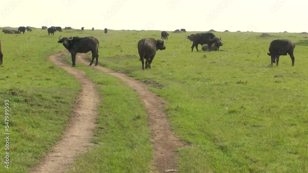 A lage group of buffalos moving avross the road