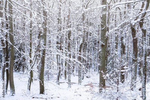 View of a forest in Taunus/Germany with snow-covered trees