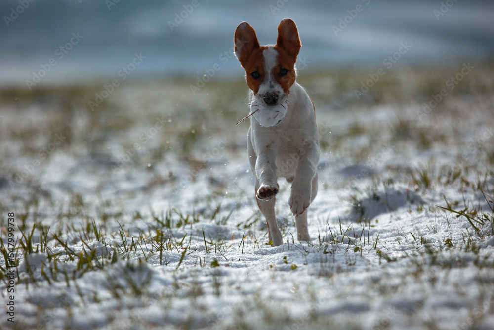 Jack russel