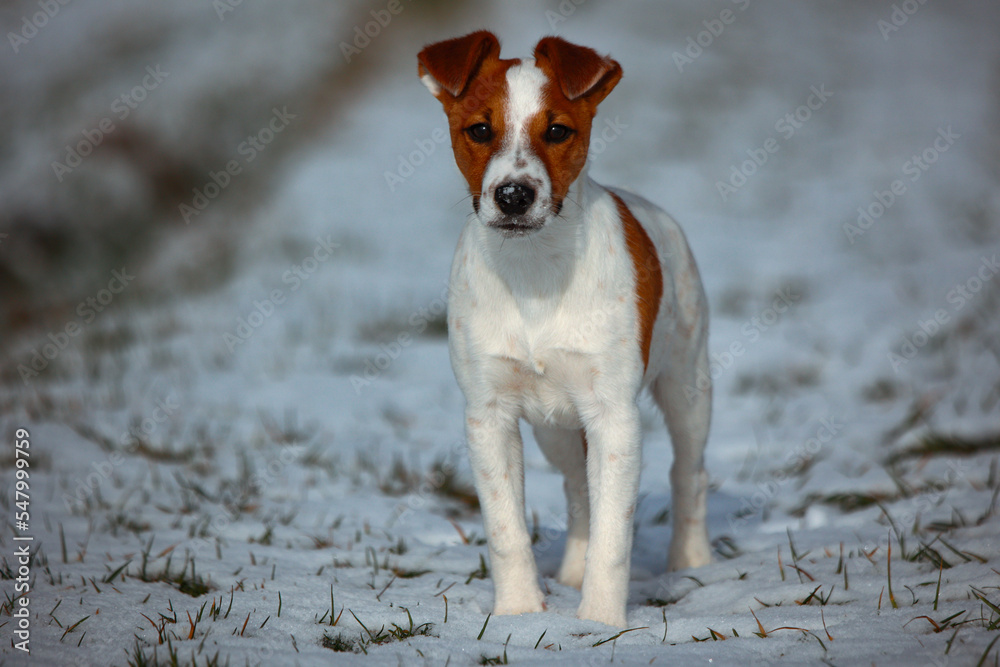 Jack russel