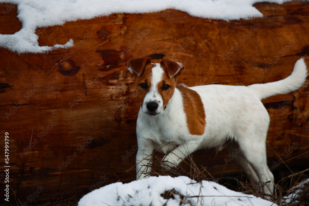 Jack russel