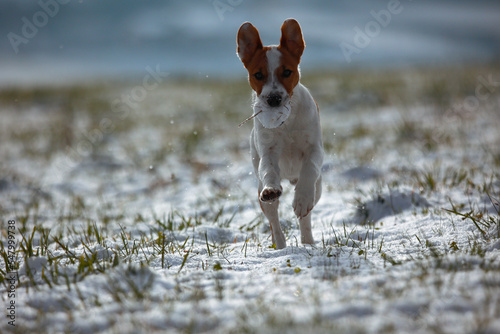 Obraz na płótnie Jack russel w salonie