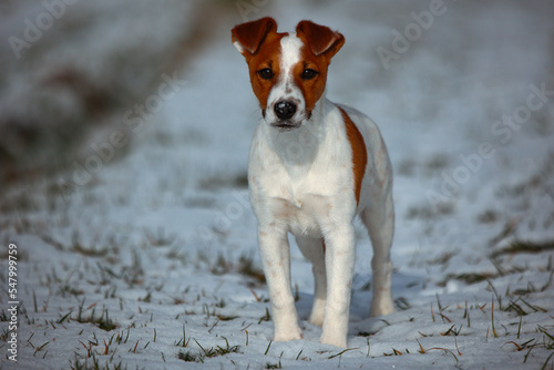 Obraz na płótnie Jack russel w salonie