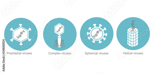 The 4 groups of viruses :  Polyhedral, Spherical, Helical and Complex viruses that are classified by viral shapes.