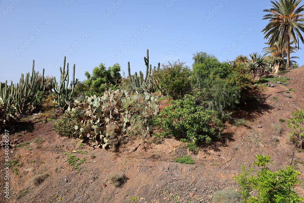 Cactus in the Fuerteventura Botanical Garden
Cactus in the Fuerteventura Botanical Garden