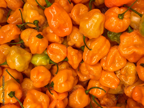 orange habanero pepper, red and yellow peppers photo