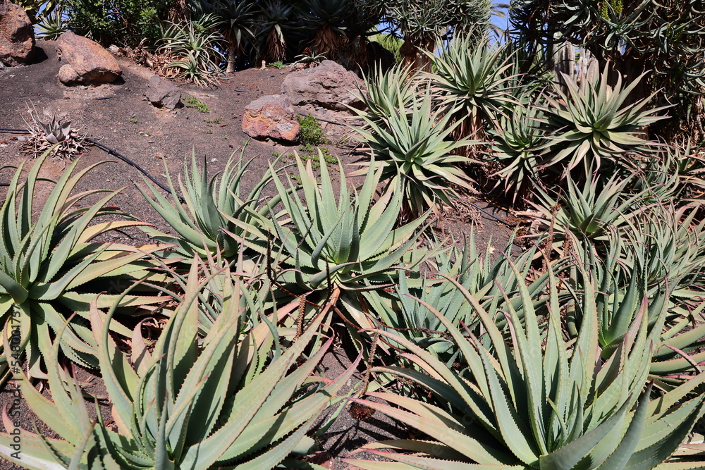 Cactus in the Fuerteventura Botanical Garden
Cactus in the Fuerteventura Botanical Garden