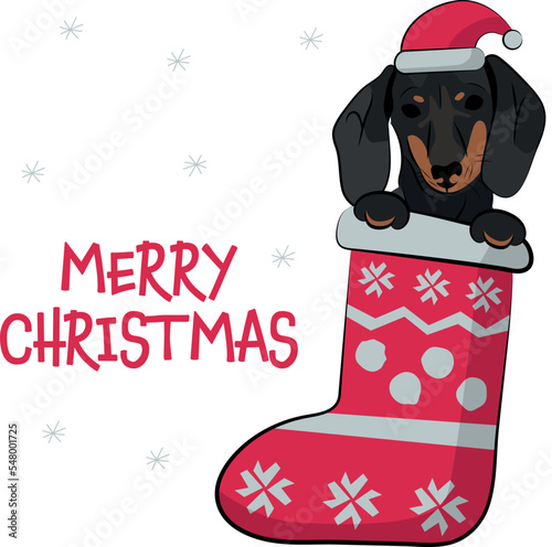 Funny dachshund dog with paws in Christmas stocking. Funny holiday greeting card with a cute dog head. New year postcard. Winter gift, pet in socks, cute X-mas design with a favorite pet in a hat.  