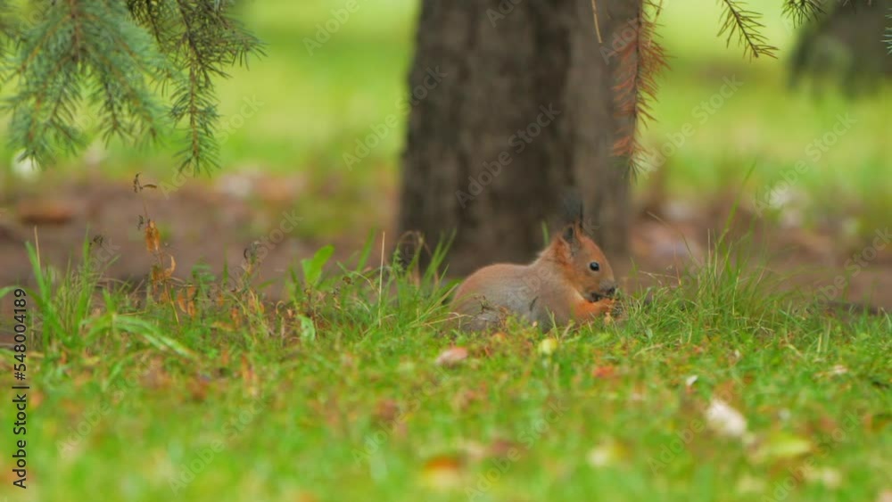 Squirrel looks for food in green grass of lawn in park. Fluffy rodent eats more before cold winter season. Autumn day in forest. Squirrel looks for food in green grass of lawn in park. Fluffy rodent eats more before cold winter season. Autumn day in forest.