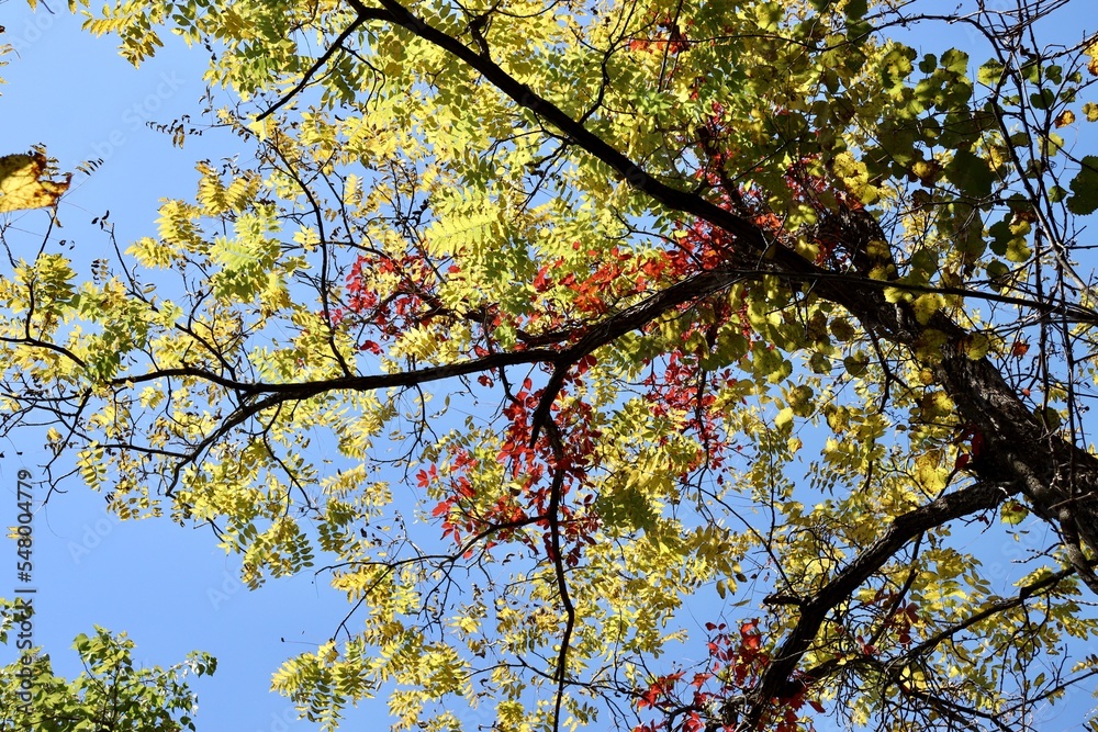 A view of the changing leaves on the trees.