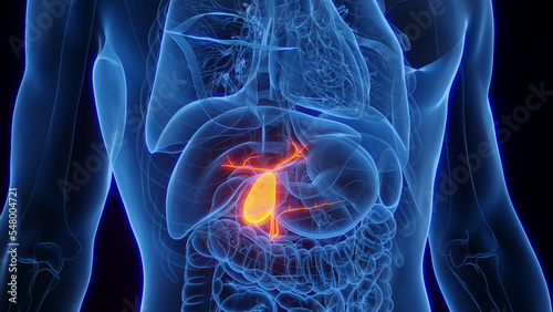 3D Rendered Medical Illustration of Male Anatomy - The Gallbladder. photo