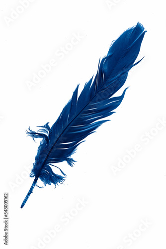 blue goose feather on a white isolated background