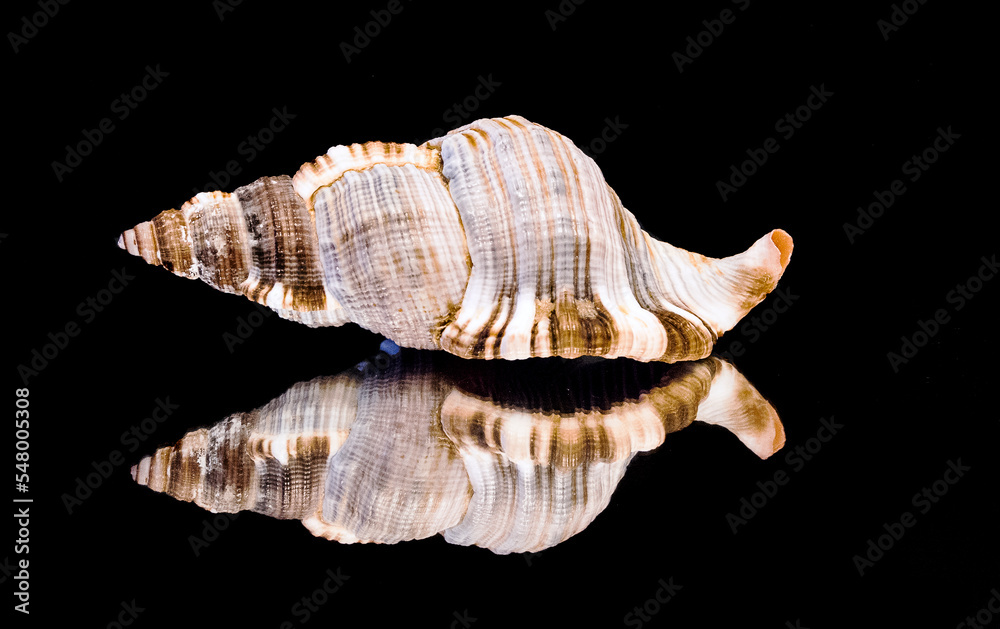 caracola caracola