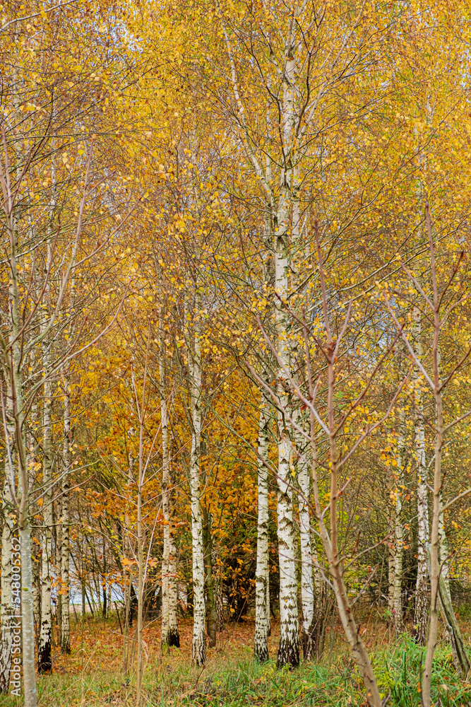 Obraz premium sun in a golden birch grove in autumn in october