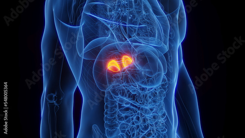 3D Rendered Medical Illustration of Male Anatomy - The Adrenal Glands. Plain Black Background.