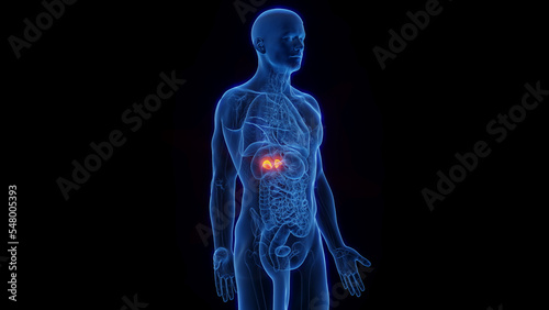 3D Rendered Medical Illustration of Male Anatomy - The Adrenal Glands. Plain Black Background.