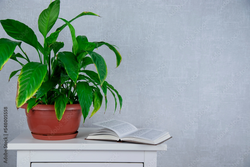 Flower arrangement of indoor plants. Spathiphyllum in the home interior. Care of potted plants. A green plant with large leaves on the background of books. Place for text
