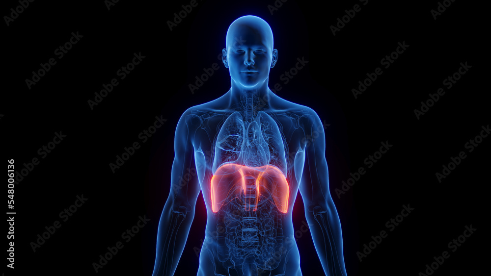 3D Rendered Medical Illustration of Male Anatomy - The Diaphragm Stock ...