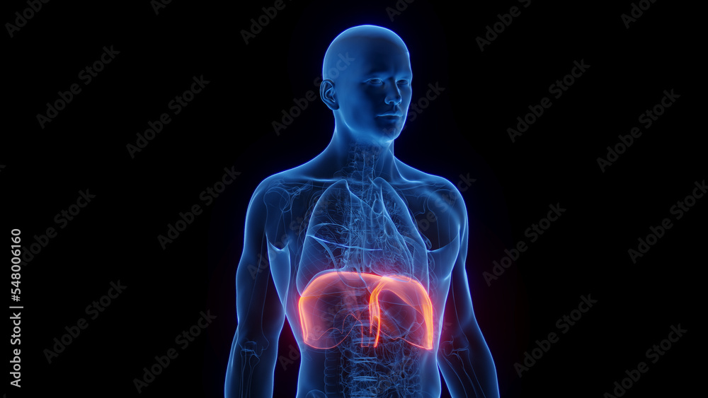 3D Rendered Medical Illustration of Male Anatomy - The Diaphragm 3D Rendered Medical Illustration of Male Anatomy - The Diaphragm