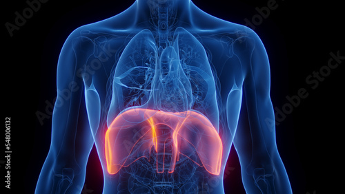 3D Rendered Medical Illustration of Male Anatomy - The Diaphragm