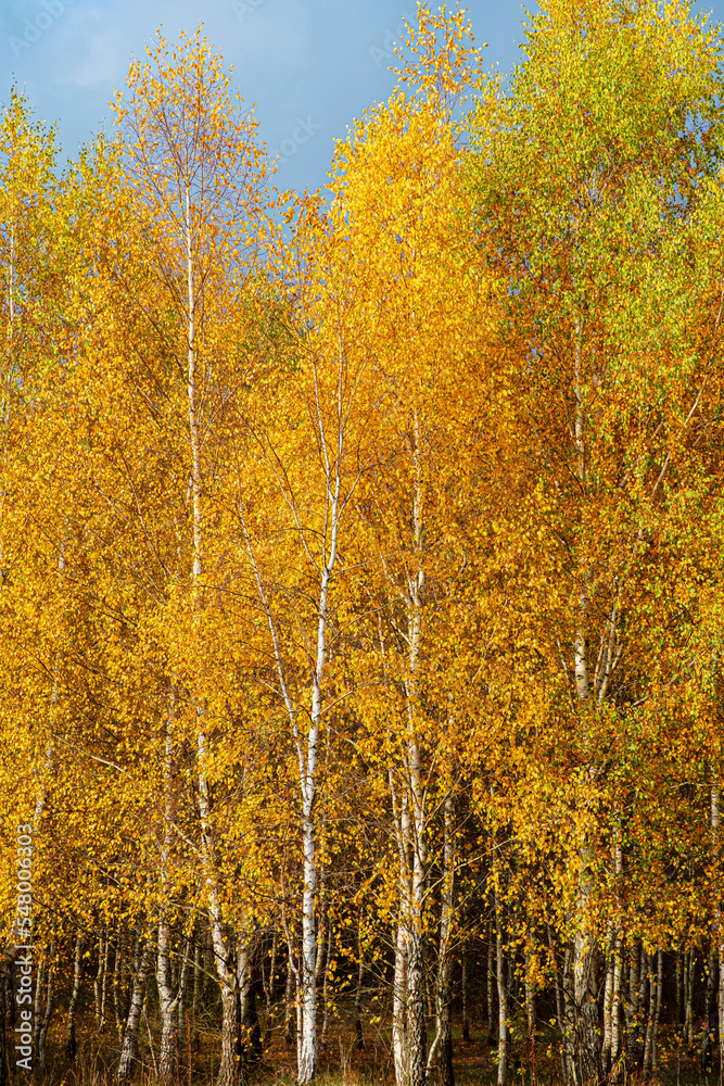 Fototapeta premium sun in a golden birch grove in autumn in october