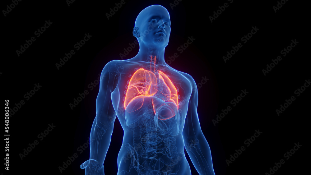 custom made wallpaper toronto digital3D Rendered Medical Illustration of Male Anatomy - The Lungs
