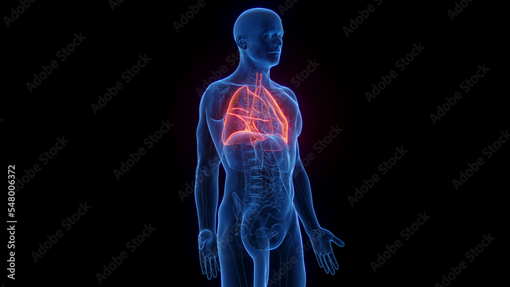 3D Rendered Medical Illustration of Male Anatomy - The Lungs 3D Rendered Medical Illustration of Male Anatomy - The Lungs