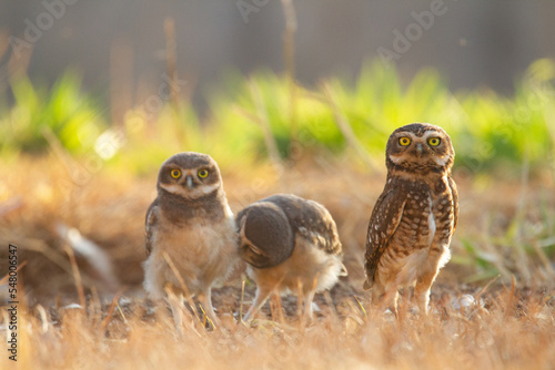 Fotografie A family of a burrowing owl on the nat