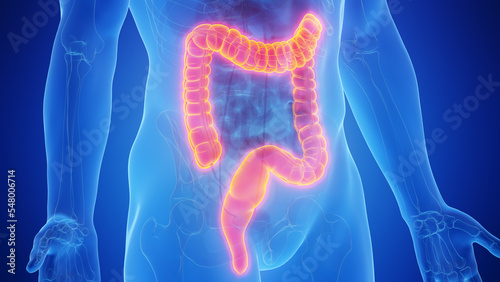 3D Rendered Medical Illustration of Male Anatomy - The Colon. Blue Background