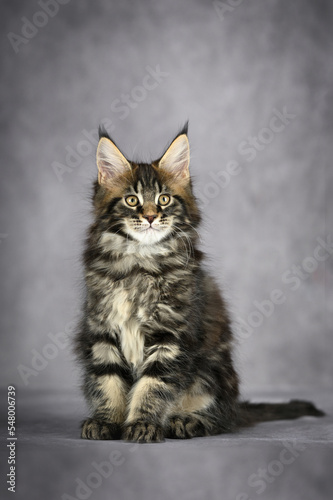 tabby maine coon kitten sitting on grey studio background © otsphoto