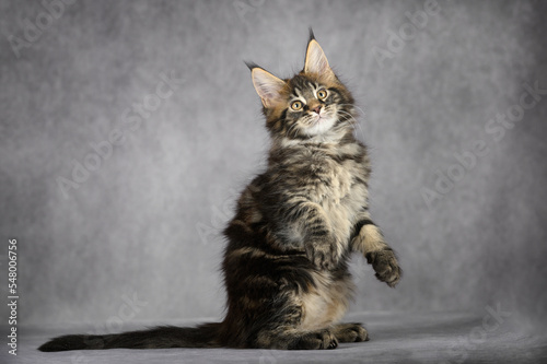 Fototapete adorable happy maine coon kitten posing on grey studio background