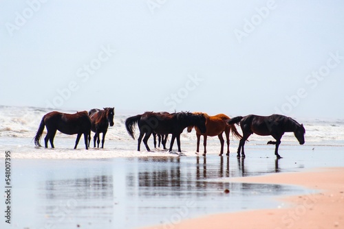Scenic view of a beach on the Outer banks with spectacular Corolla wild horses