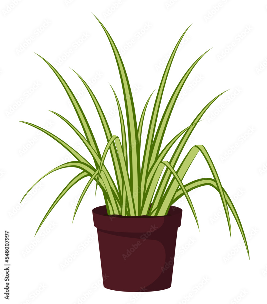 Home plant in flowerpot isolated on white background