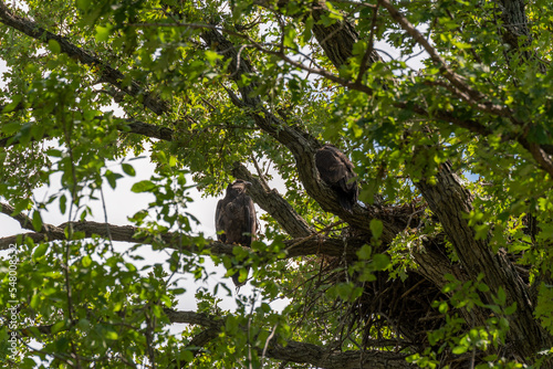 Fledgling Bald Eagles Perched On A Branch Near The Nest
